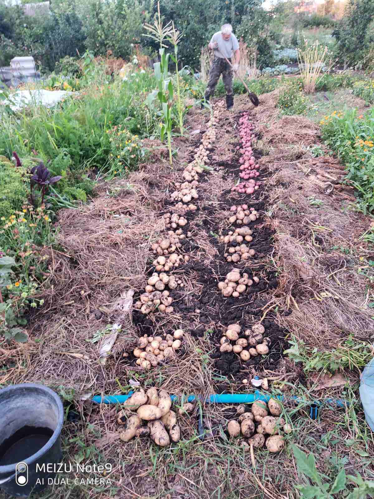 Картопля землеробство