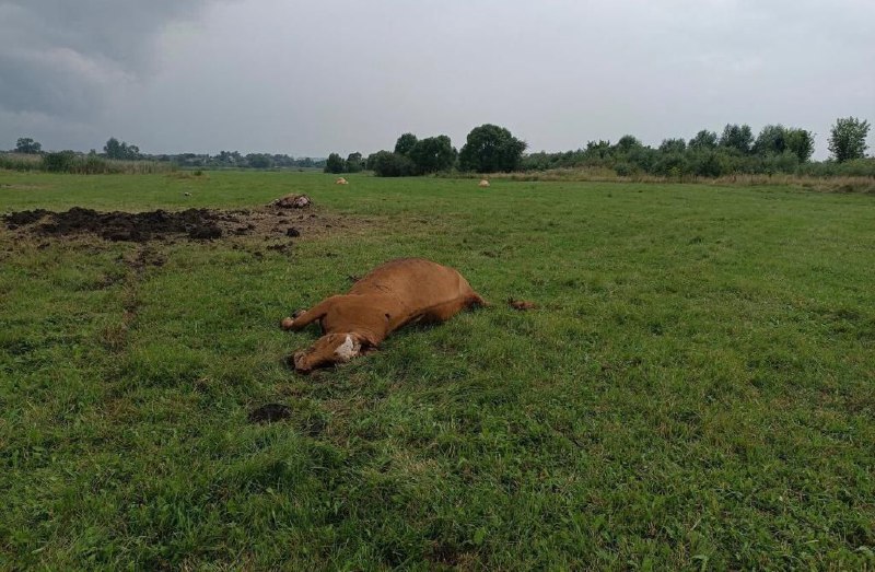 4 серпня окупанти обстріляли пасовище з коровами у Золочівській громаді