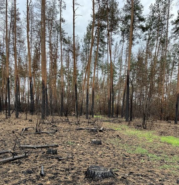 згорілий ліс на харківщині