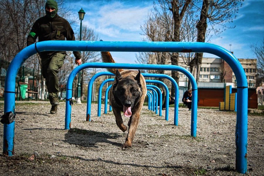 Тренування службових собак