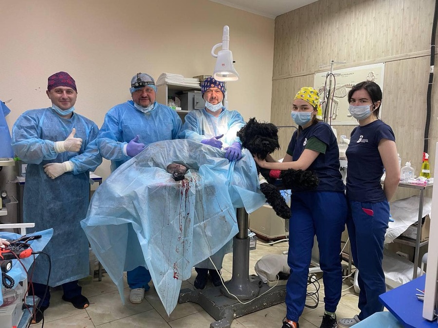 У Харкові вперше провели біоінтегроване протезування кінцівки собаки, який потрапив під російський обстріл