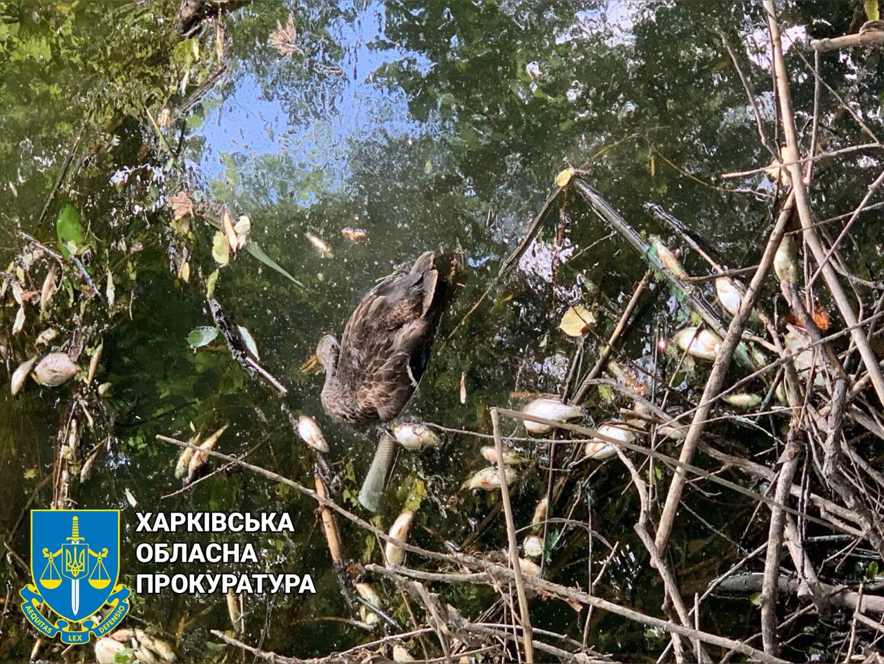 мор риби 