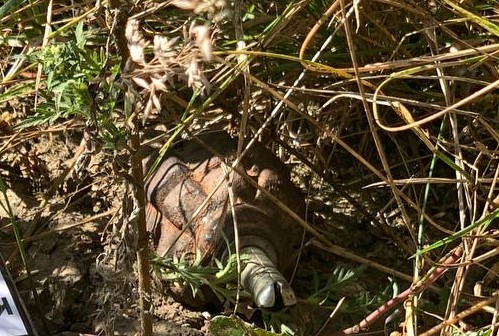 граната ф1 харківська область