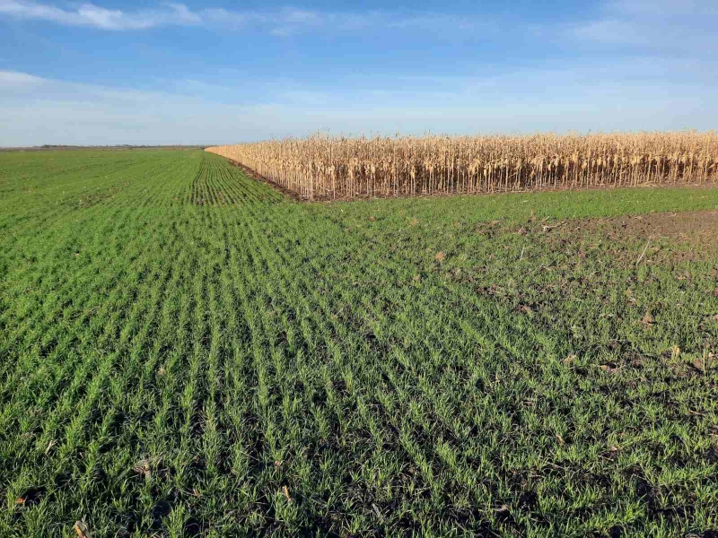 Кукурузне поле, агрофірма "Прогрес"/фото: агрофірма "Прогрес"