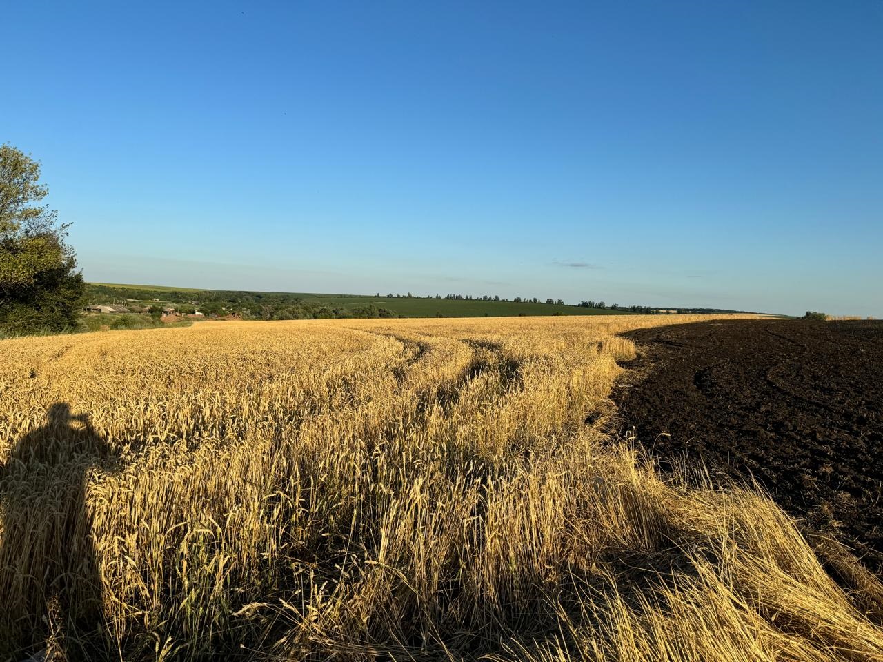 Харківщина, згоріло поле з пшеницею 