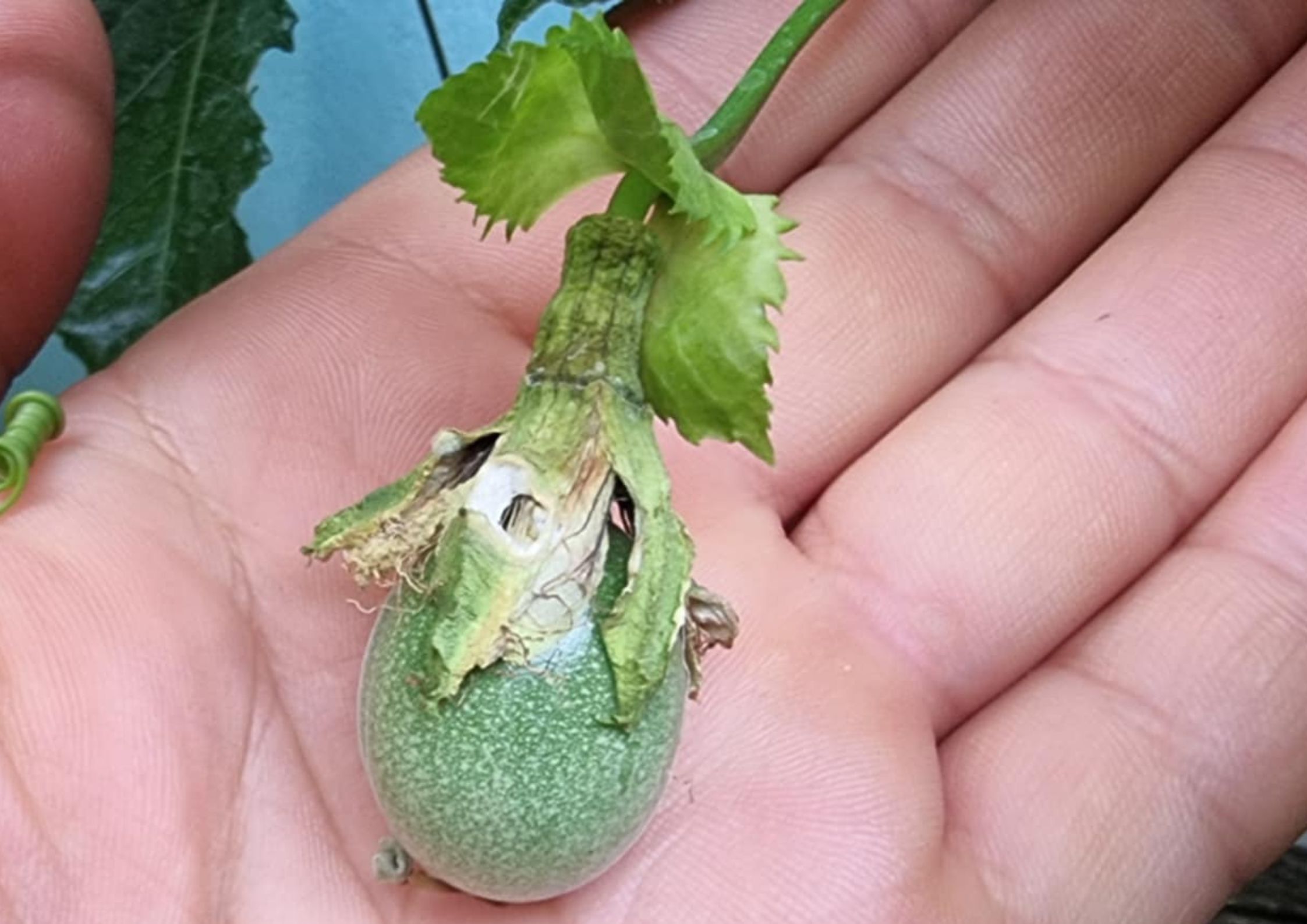 маракуя