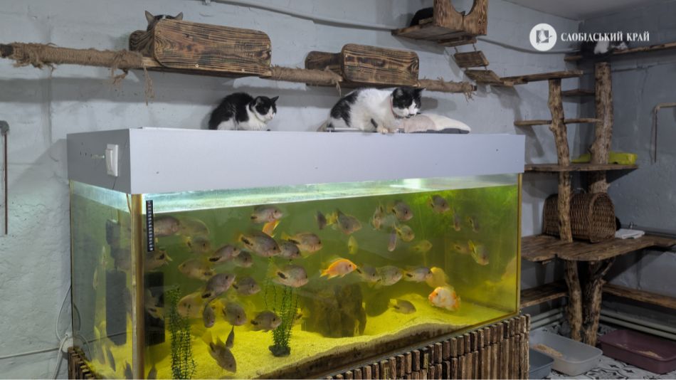 Акваріум і коти