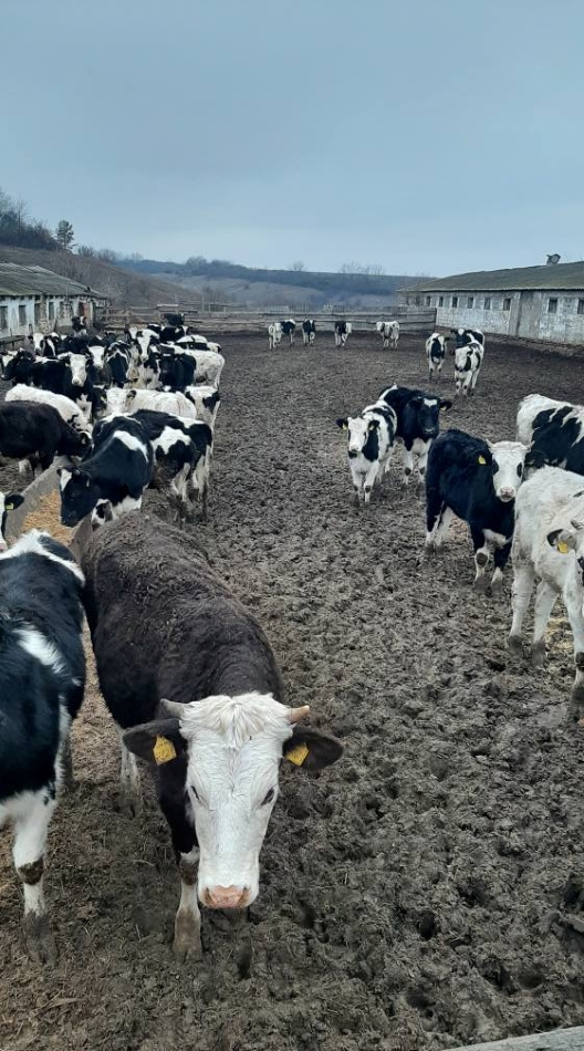 В агрофірмі «Киселі» розвивають тваринницво