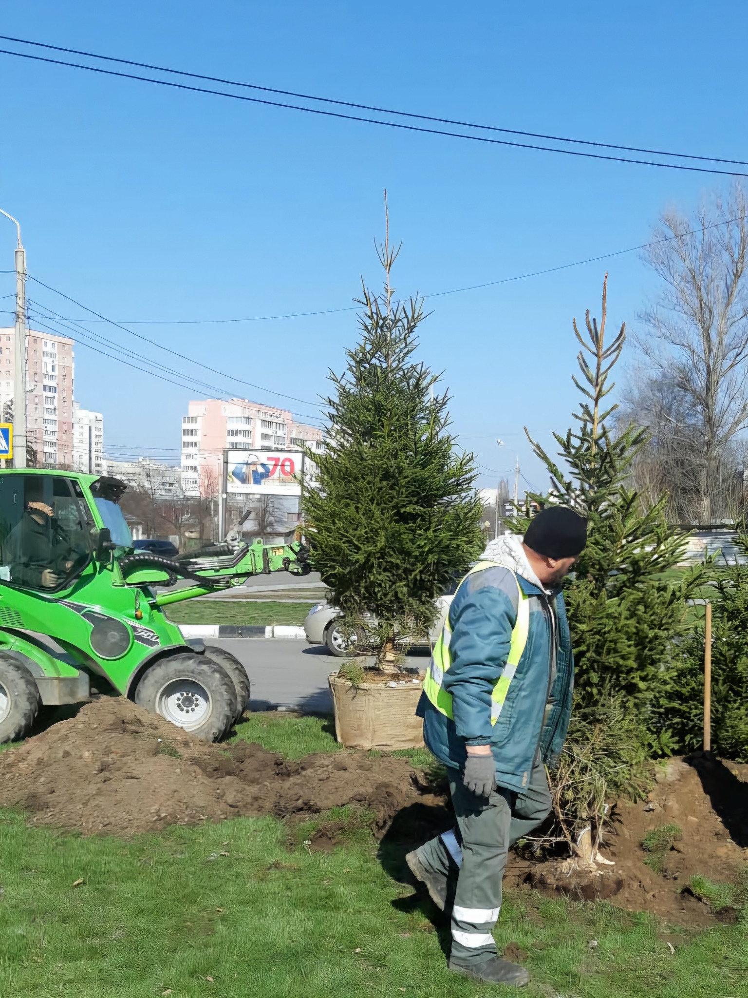 У Харкові висаджують ялинки