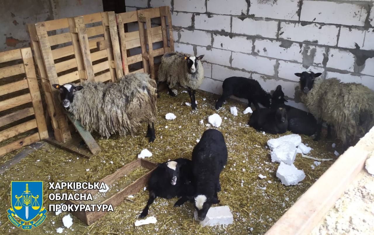 Удар дрона по притулку