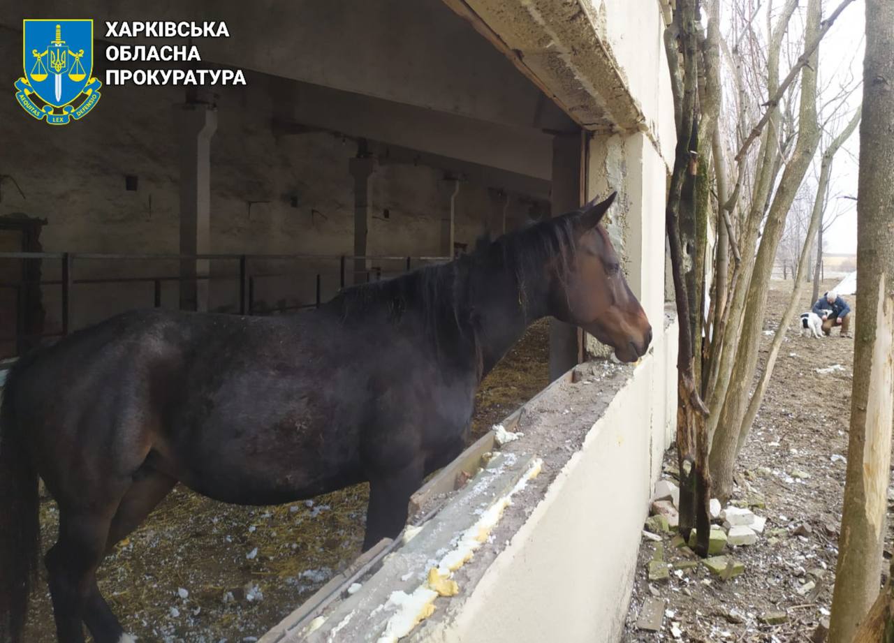 Ракетний терор проти тварин
