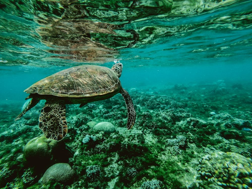 Всесвітній день морських черепах.