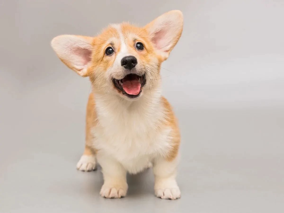 Міжнародний день собак.