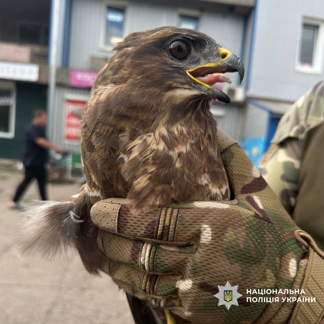 Поліцейський врятував пораненого птаха