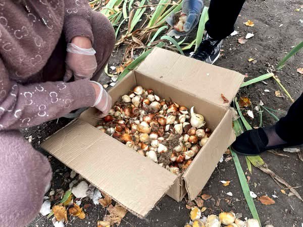Квіти для перемоги, Апполонський старостат