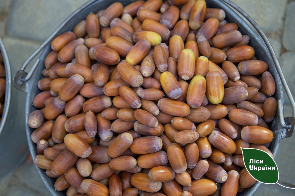 Ліси Харківщини