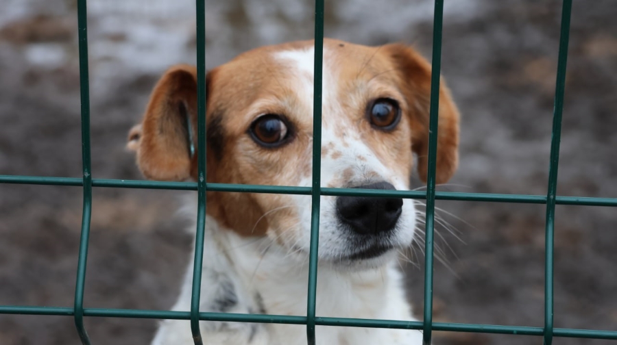 собака на перетримці