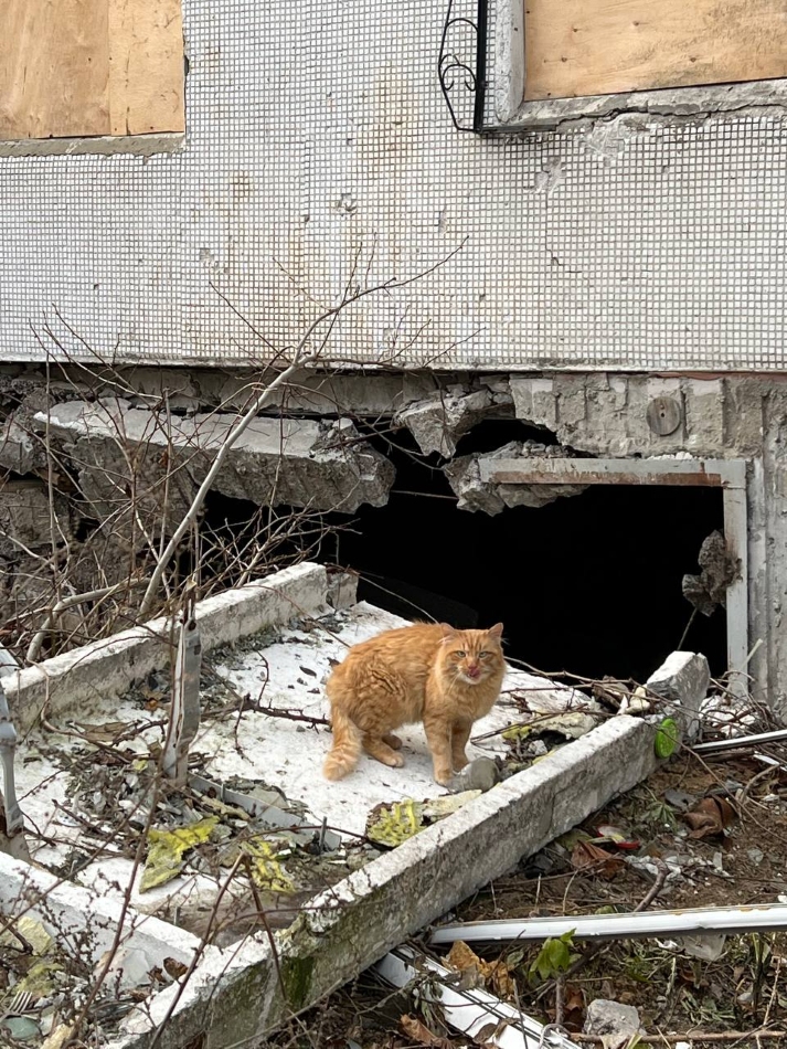 Безпритульні тварини-Харків