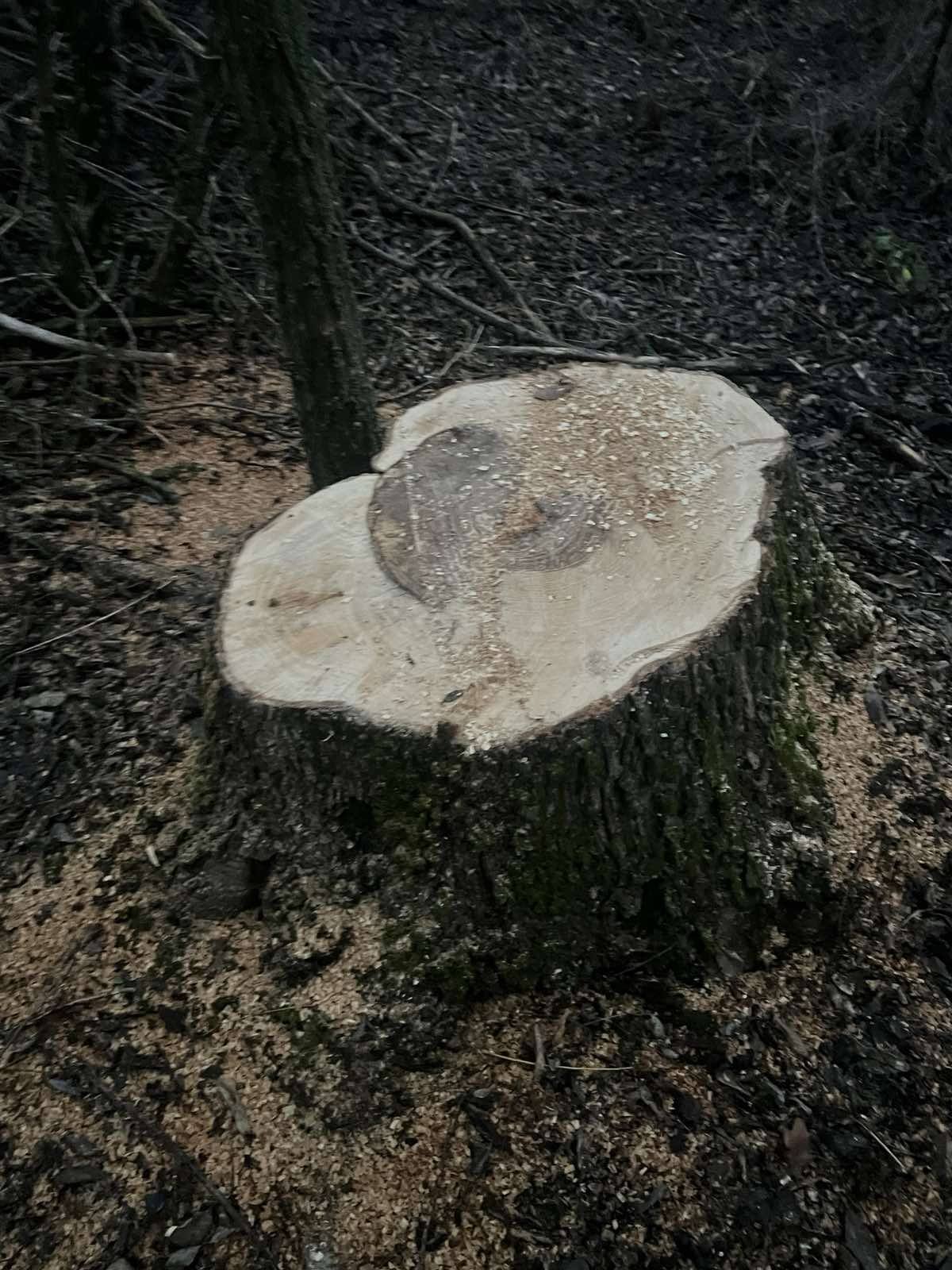 У громаді зафіксували незаконну вирубку акацій і в’язів