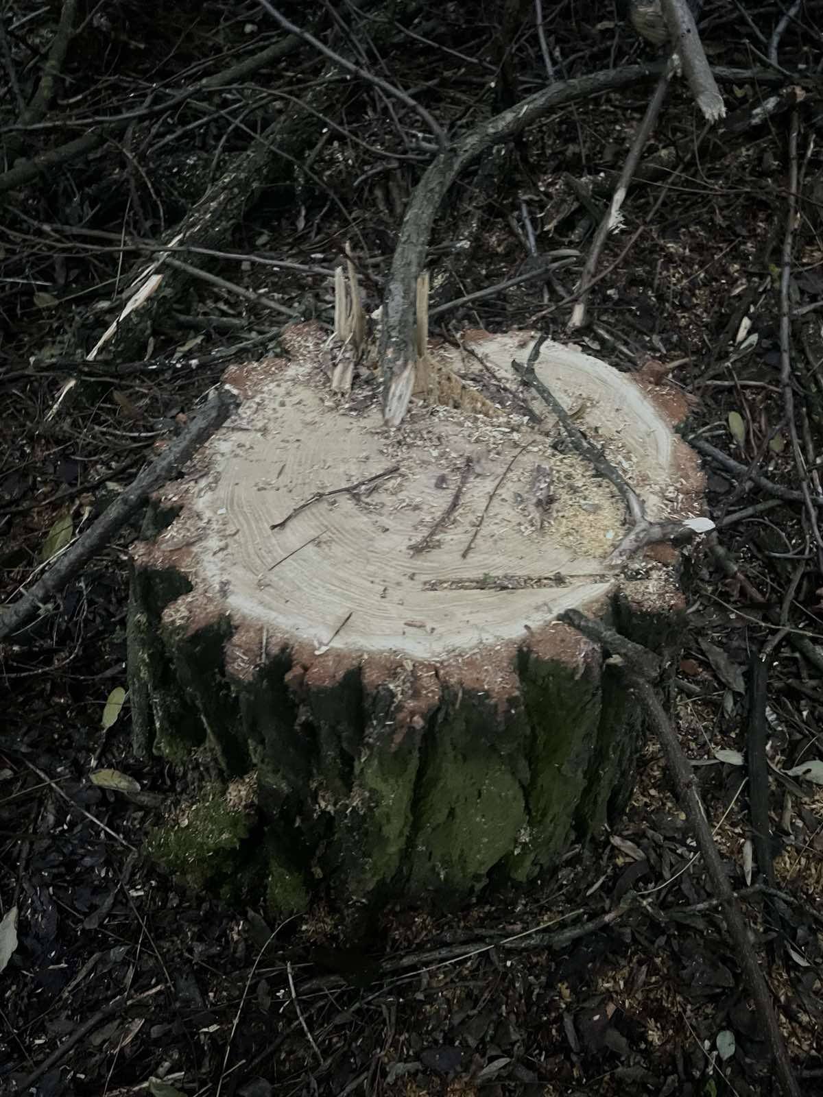 У громаді шукають винних у знищенні дерев