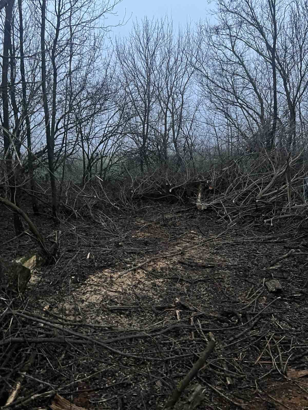 Масштабна незаконна вирубка