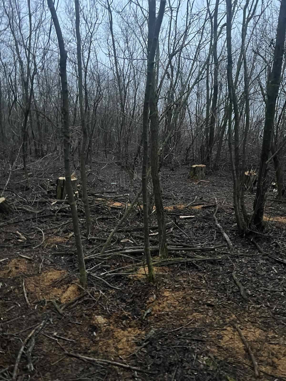 Незаконна вирубка дерев