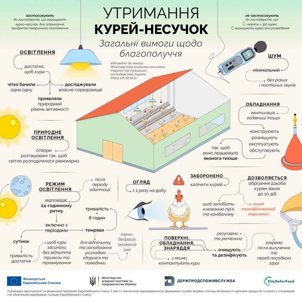 Утримання курей-несучок, загальні вимоги