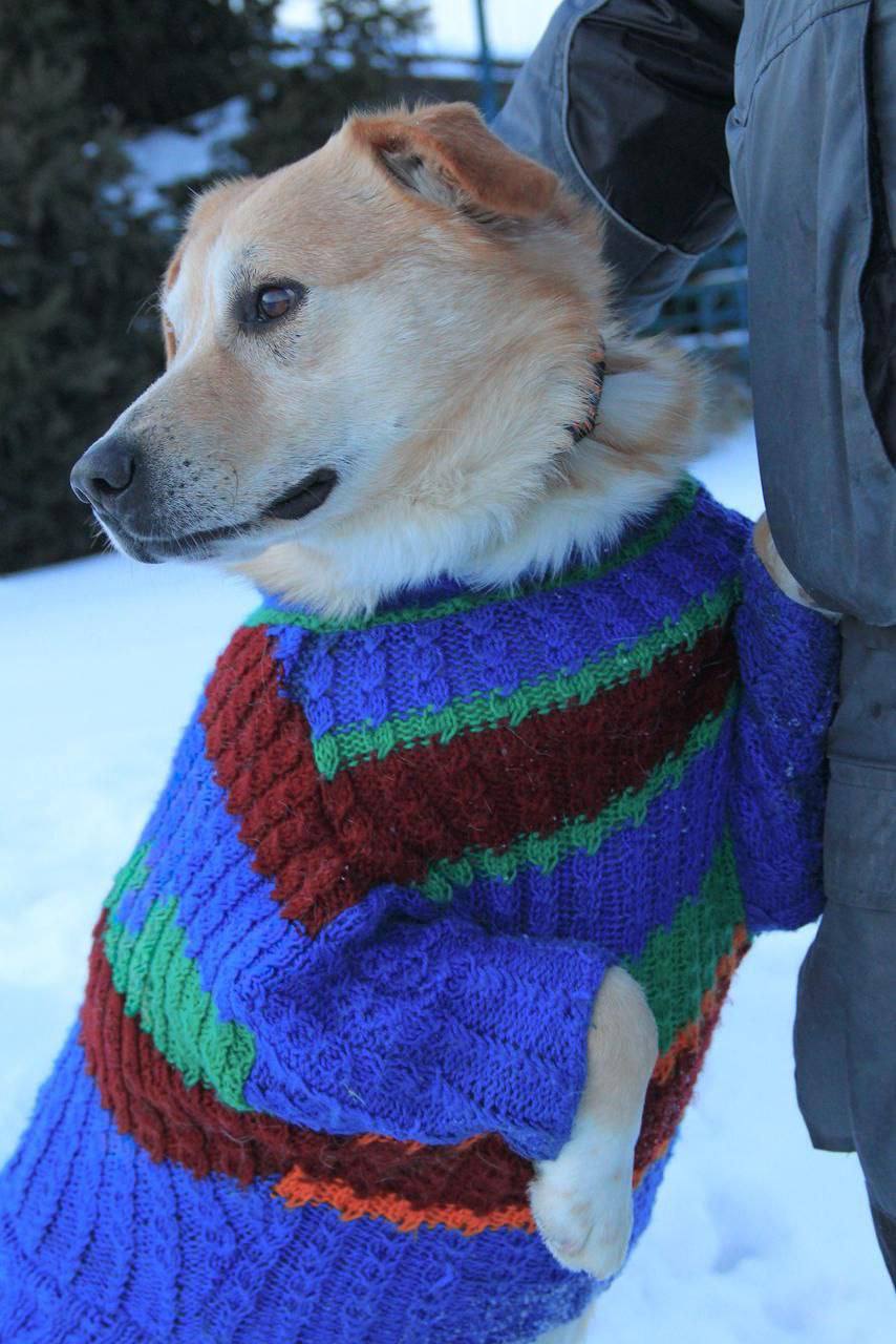 У Харкові для собак із притулку пошили 100 теплих светрів