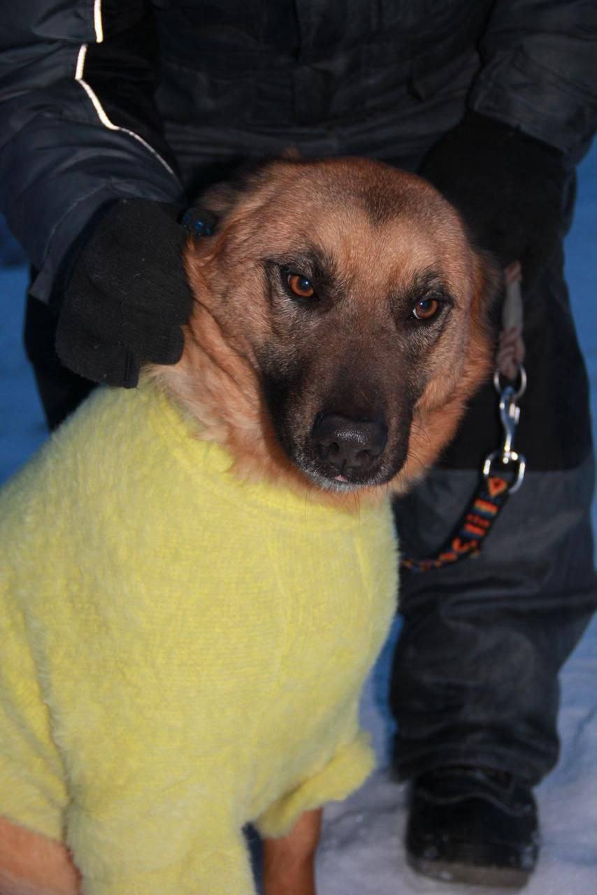 У харківському притулку для тварин з’явилися теплі светри