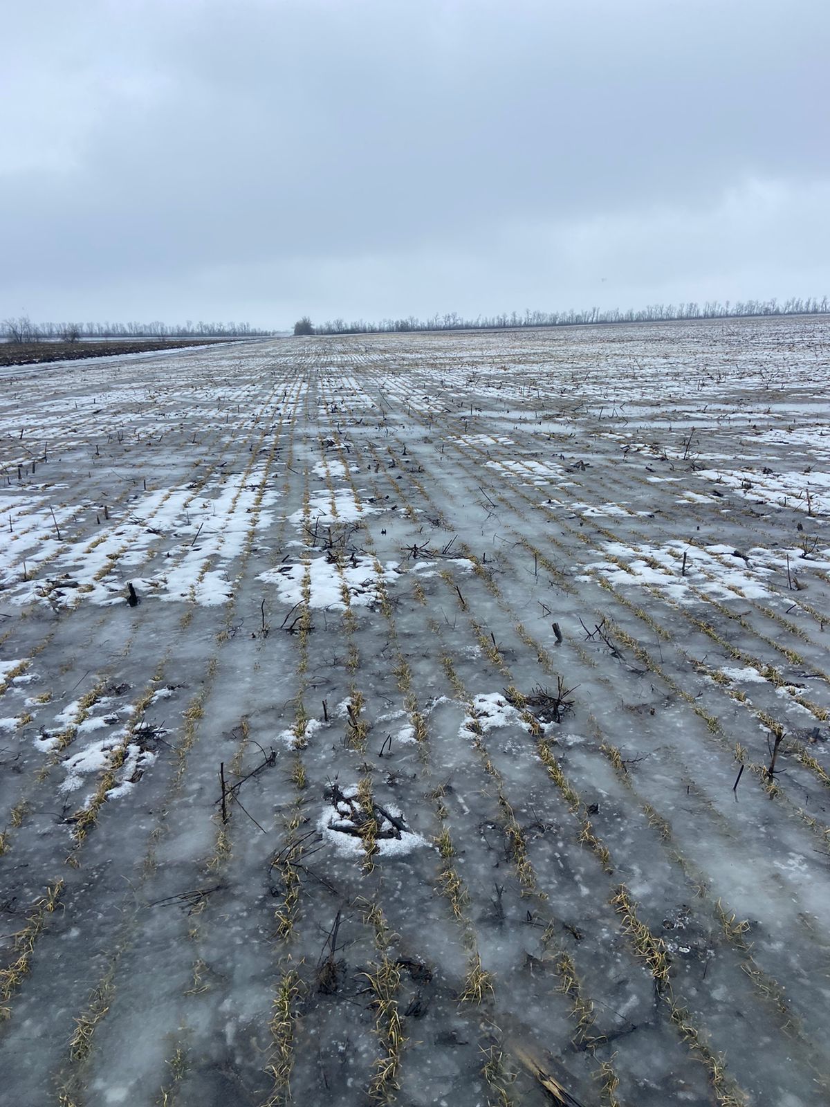 Озима пшениця