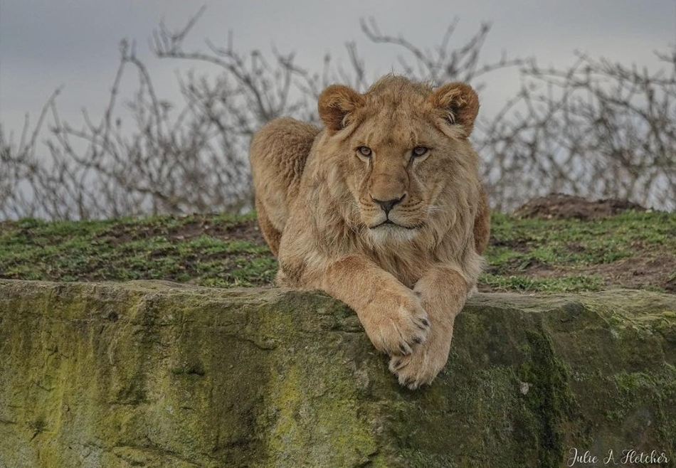 Куп'янськ-левенята-порятунок
