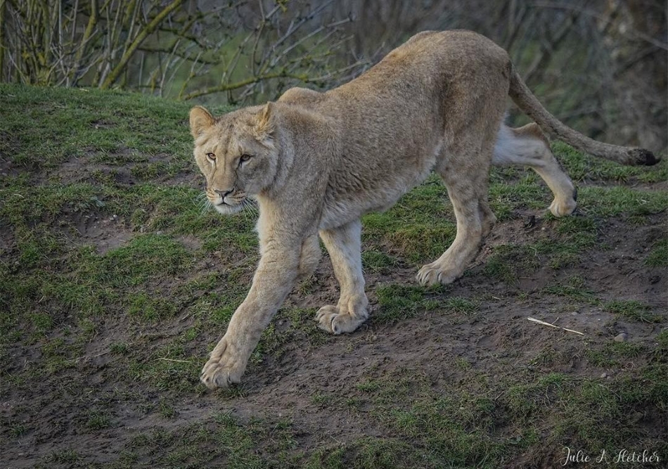 Куп'янськ-левенята-порятунок-01