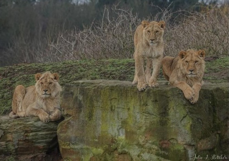 Куп'янськ-порятунок левенят