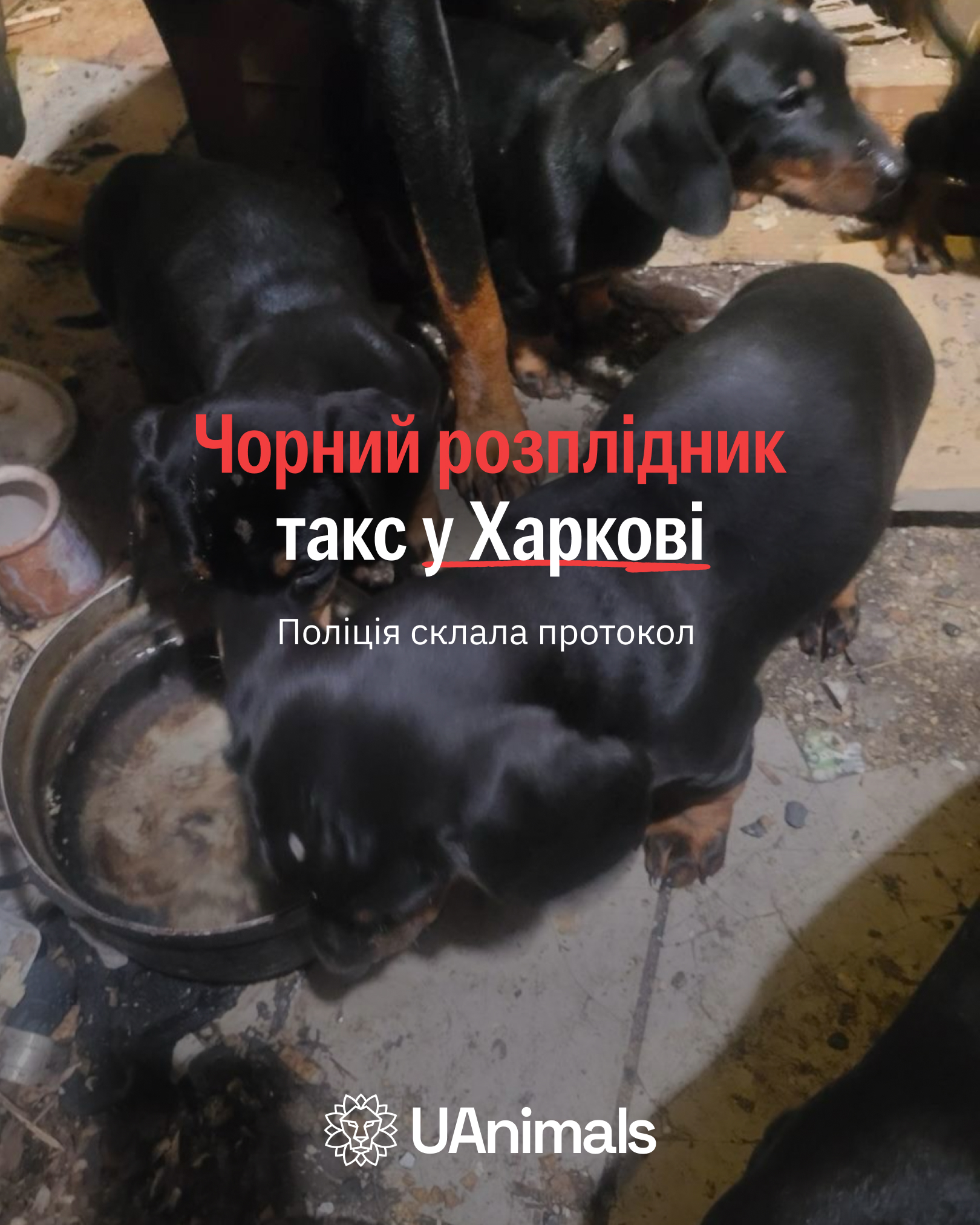 Чорний розплідник такс у Харкові