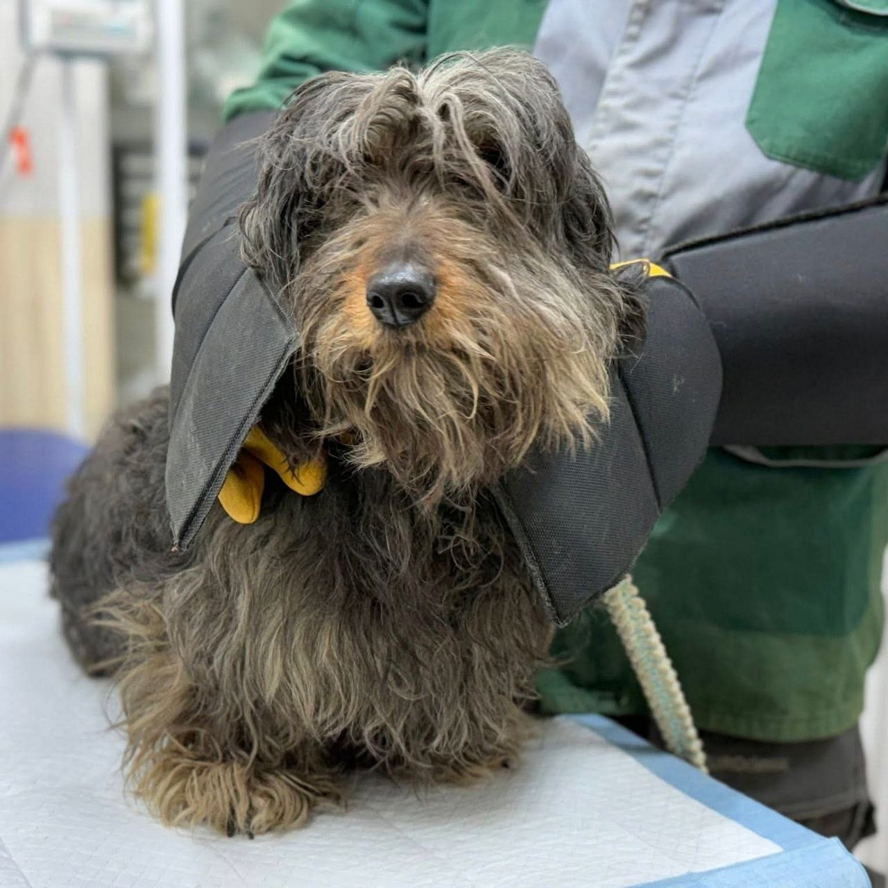 У Харкові під час пожежі врятували двох собак