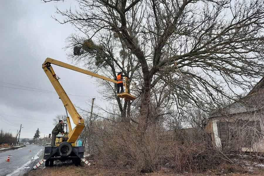Комунальне підприємство Коломаччини підрізає насадження та заготовляє паливо