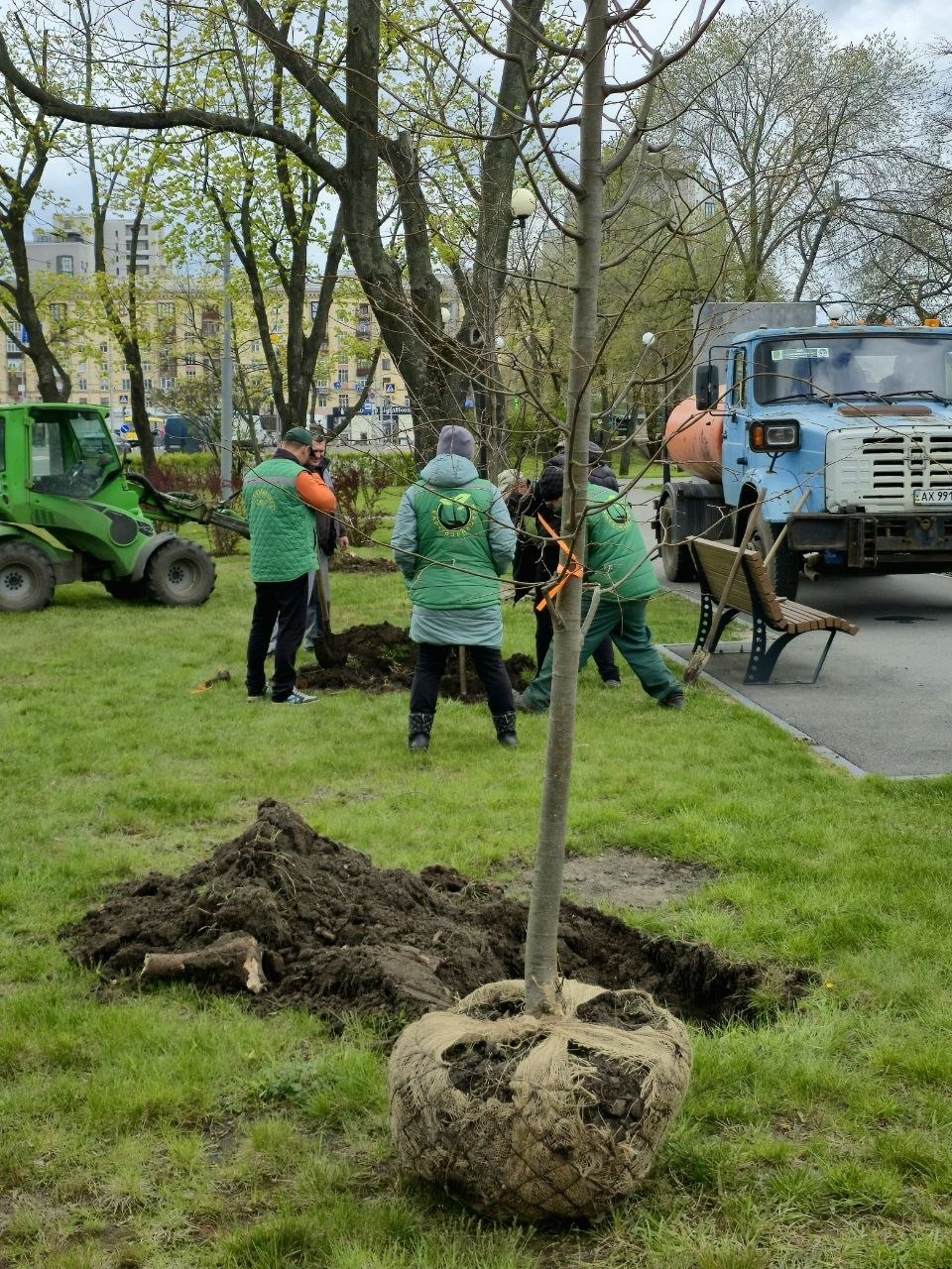 озеленення клумби