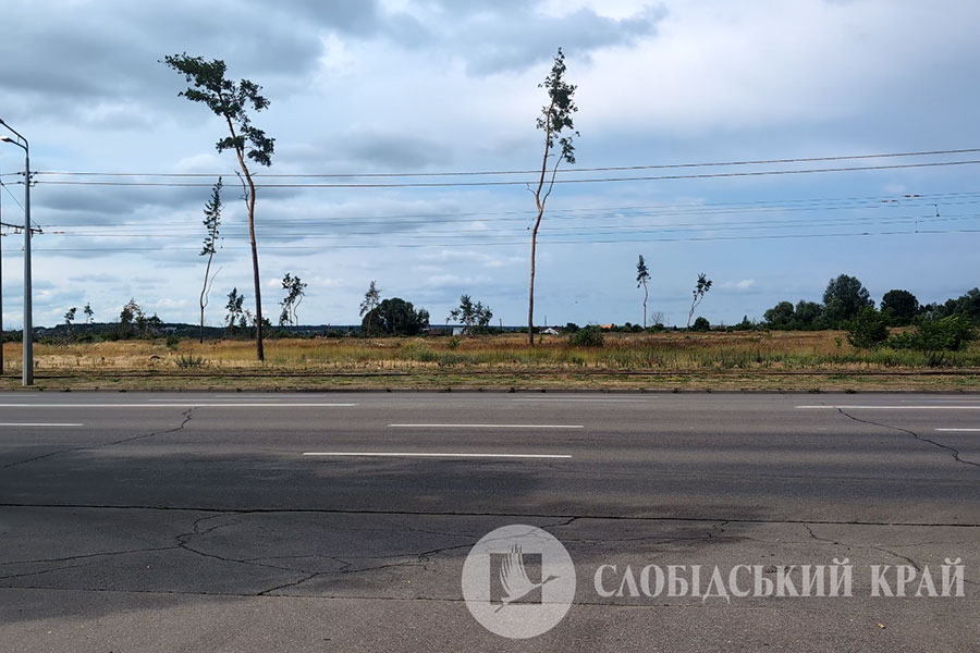 Замість лісу поодинокі дерева