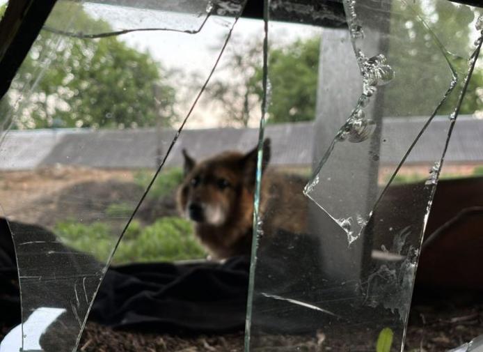 У притулку для собак усувають наслідки удару авіабомбою/ ГО «Порятунок тварин Харків»