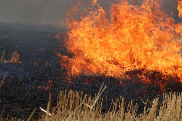 Пожежа в екосистемі / Фото ілюстративне, pokrovsk.news