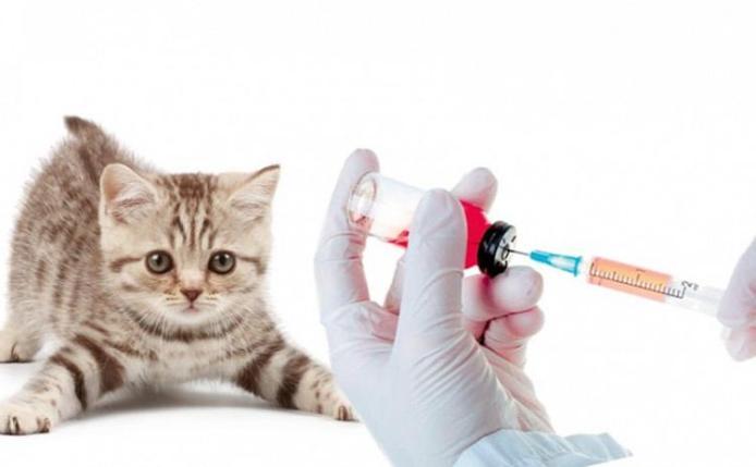 Вакцинація тварин проти сказу / Фото ілюстративне