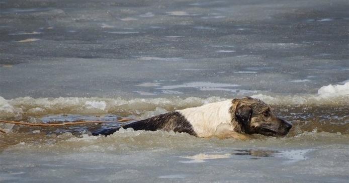 Собака у крижаній воді / Фото ілюстративне