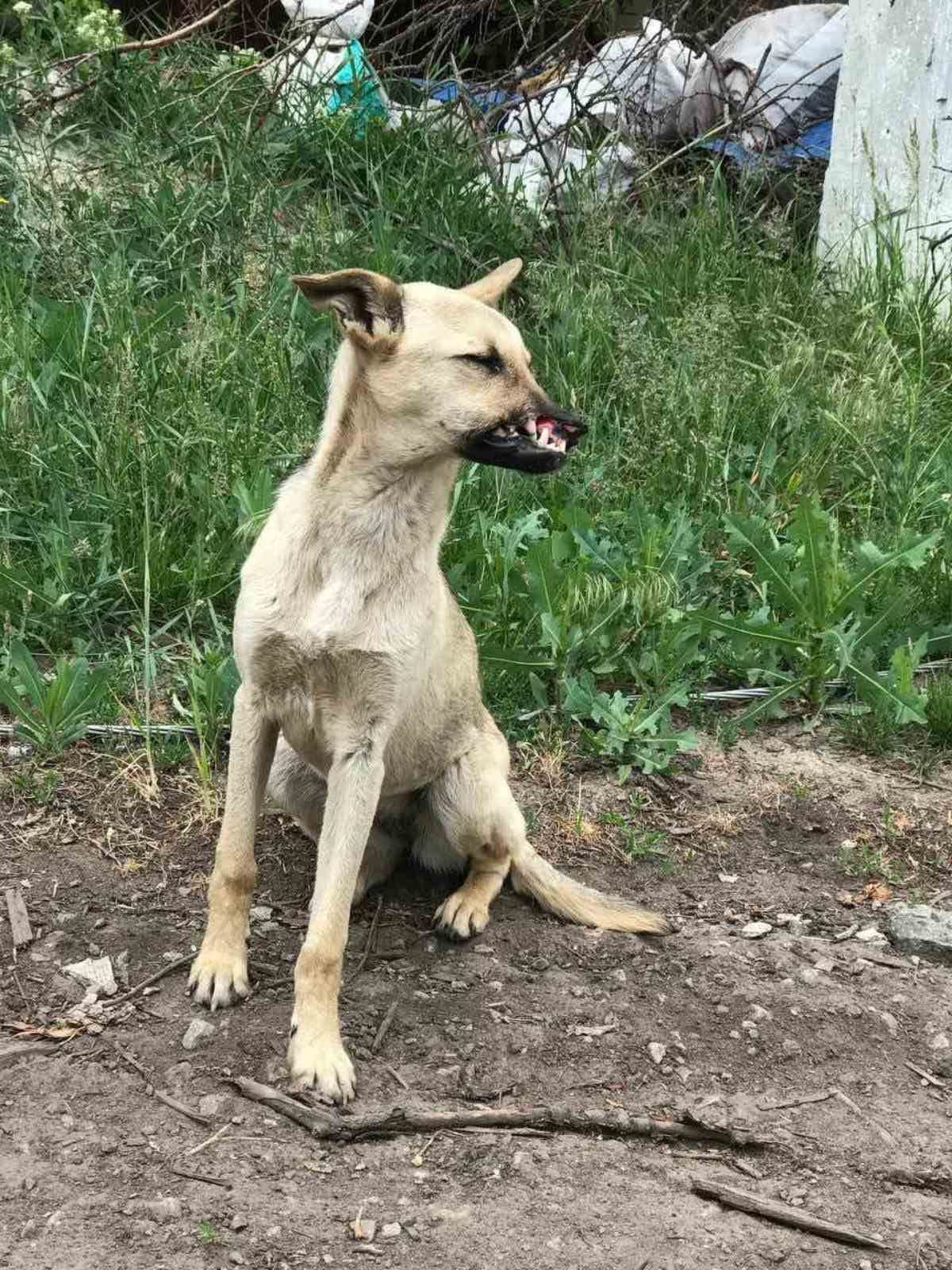 Поранена собака з Кліщіївки