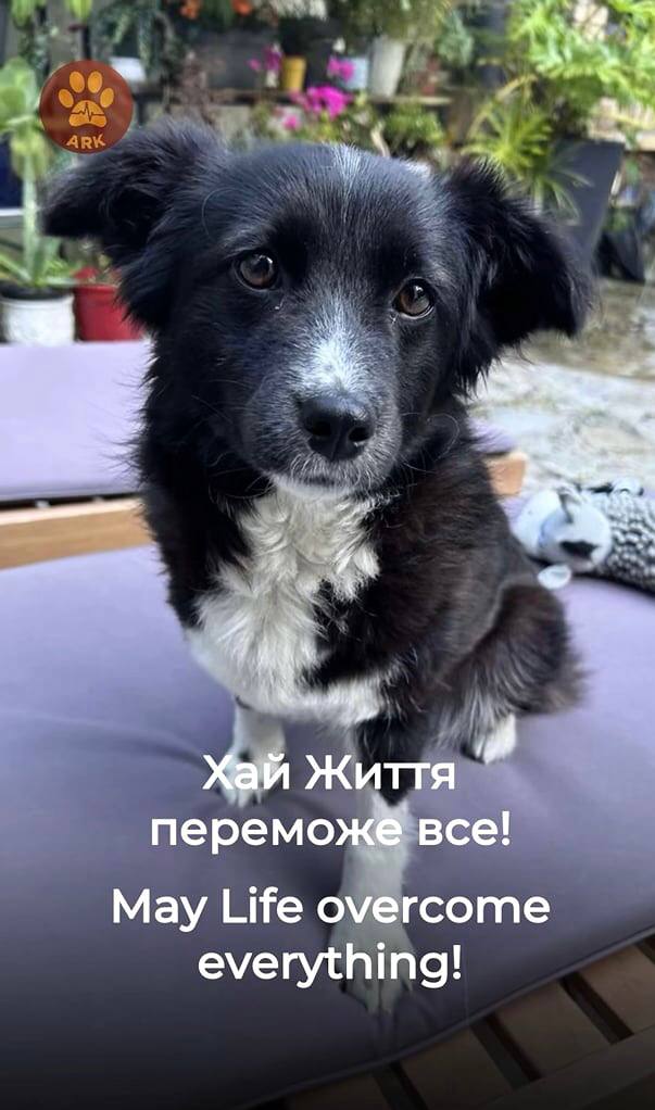 Евакуйована собака Лакі