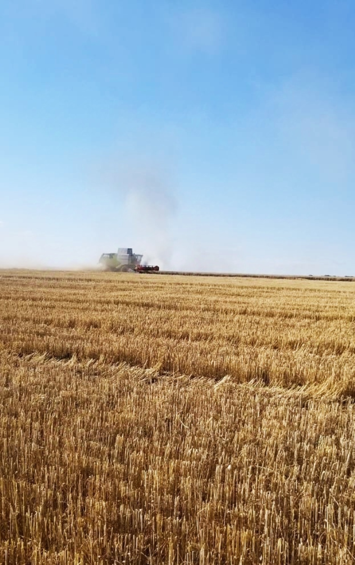 Збір урожаю у С(Ф)Г «Олімп»/фото: Валерій Крупич 